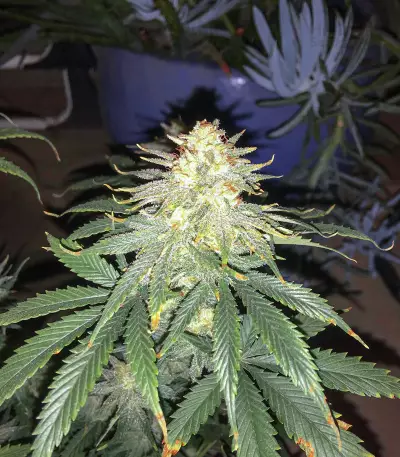 Pennywise regular (TGA Subcool Seeds / SubCool’s The Dank)