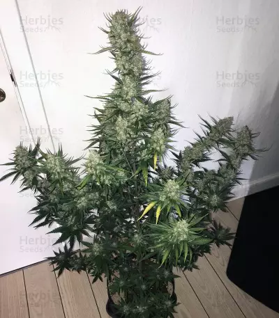 Raw Diesel (G13 Labs)
