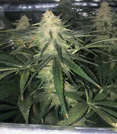 Runtz (Seedstockers)
