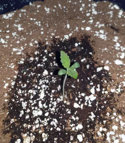 Sherbet Queen cannabis strain
