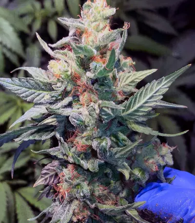 JillyBean Seeds