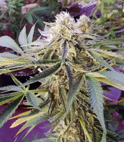 Wedding Gelato feminized seeds