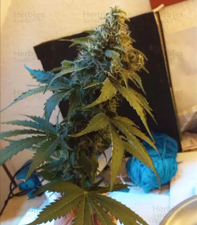 White Skunk feminized seeds (White Label Seed Company)