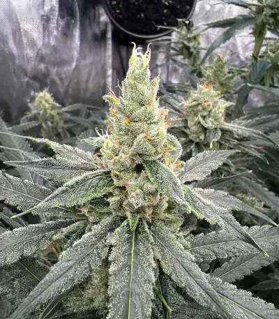 Amnesia (Herbies Seeds)