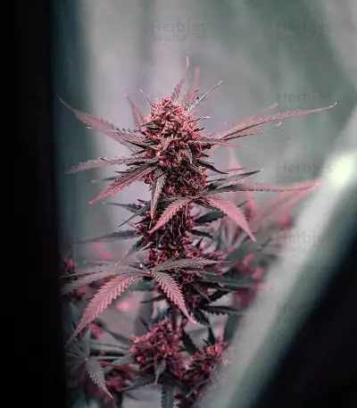 Auto Mendo Mass Seeds