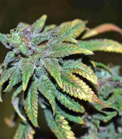 Blue Sherbet S1 strain
