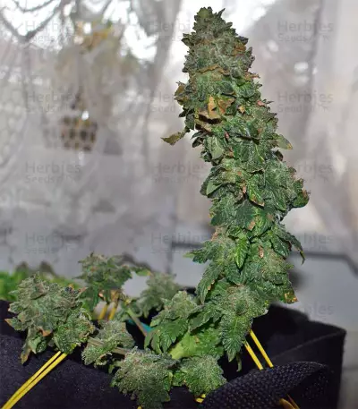 Blue Sherbet S1 strain