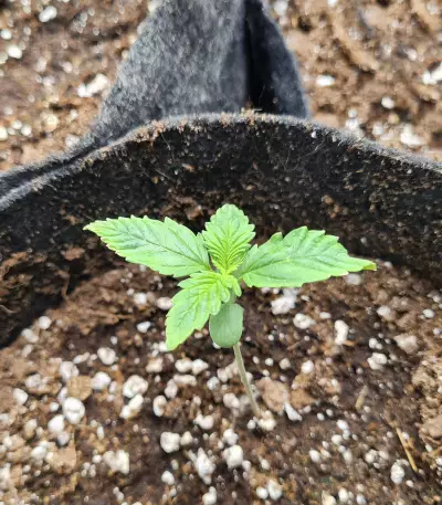 Bubba Cheese Auto strain