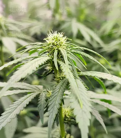 Cheese (Herbies Seeds)