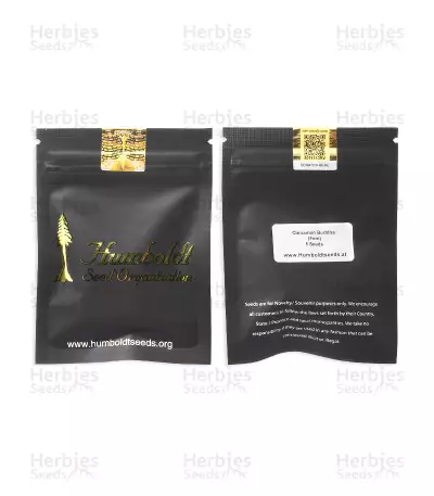 Cinnamon Buddha OG Seeds