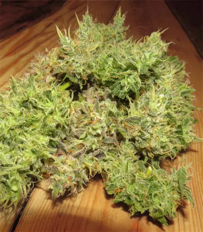 Critical Sour Seeds
