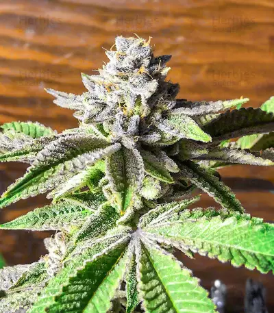 Semillas Feminizadas Dozy Breath (AlphaFem Seeds)