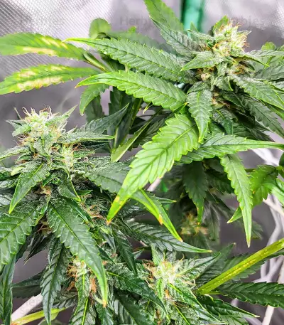 เมล็ด Dozy Doz (AlphaFem Seeds)