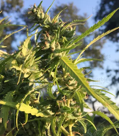 Dream Berry (Female Seeds)