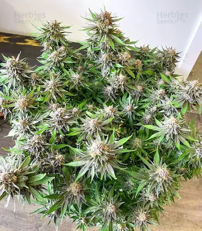 Sementes Feminizadas de Grandaddy Banner (AlphaFem Seeds)