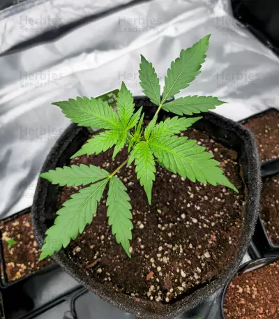 Lemon Haze Fast Version (Herbies Seeds)