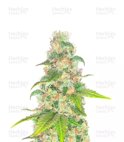 Sementes Feminizadas de Lord Kush Early Version (Delicious Seeds)