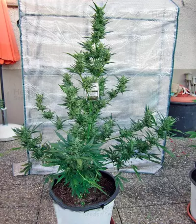 PolarLight #3 Auto Seeds