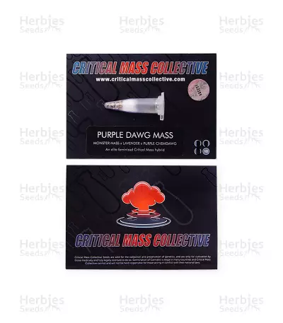 Purple Dawg Mass Seeds