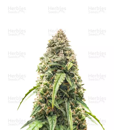 Purple Haze Auto Feminized Seeds (Herbies Seeds USA)