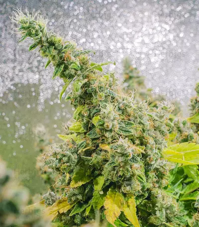 Purple Haze 1 feminized seeds