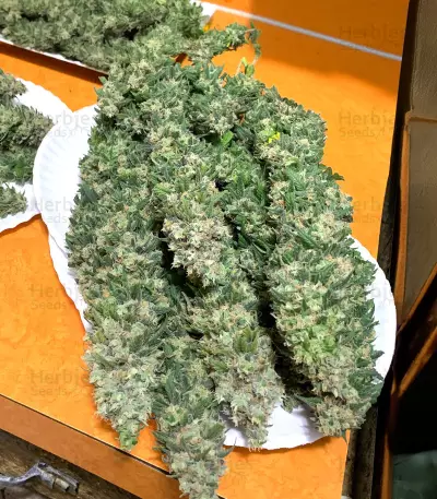 Purple Haze (Herbies Seeds)