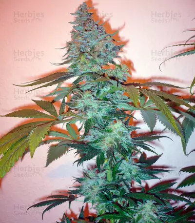 Sensi Star (Paradise Seeds)