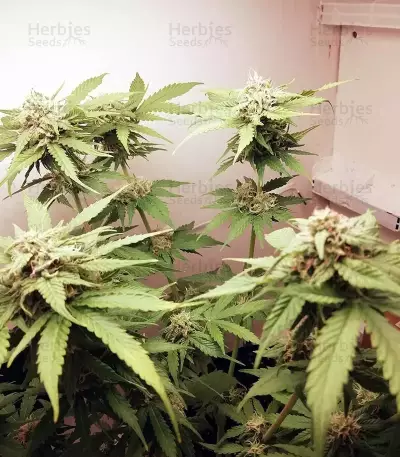 Auto Massassin Seeds