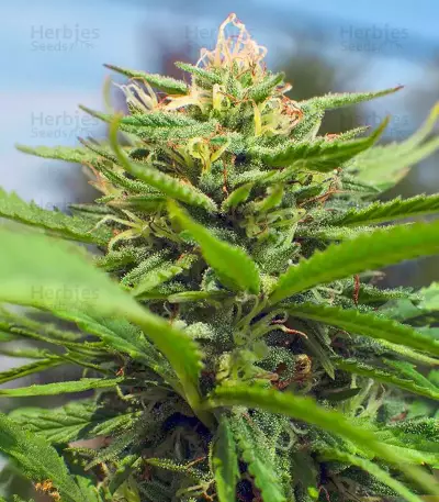 Bahia Black Head feminized seeds