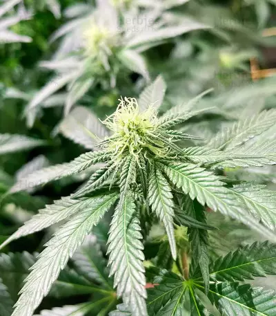 Banana Sherbet feminisiertes Saatgut