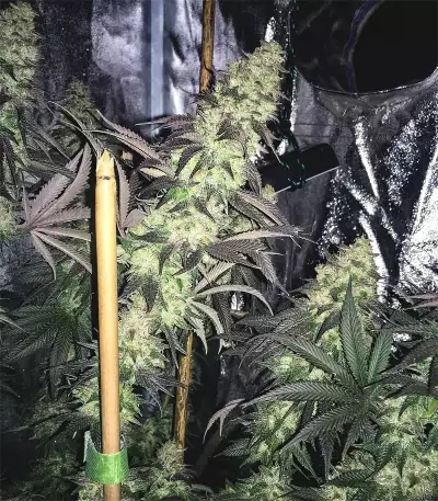 Berry Bomb Regular (Bomb Seeds)