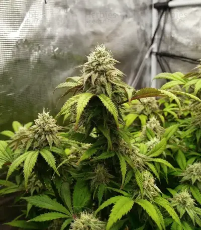 Bubblehead 13 Seeds