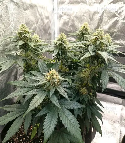 Colorene Kush feminized seeds