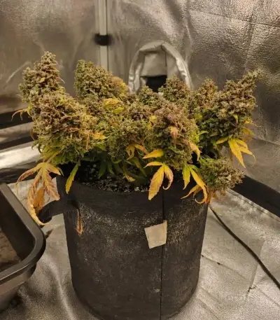 Do-Si-Dos Auto Seeds (Royal Queen Seeds)