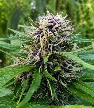 Durban Poison Seeds (Barney's Farm)