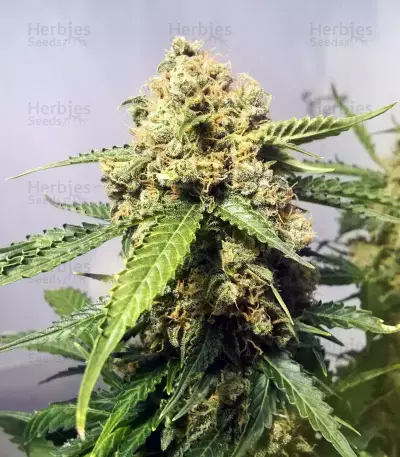 Exodus Cheese x Jack Herer x NL5 feminized seeds
