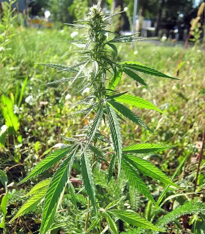 Fruity Juice Seeds