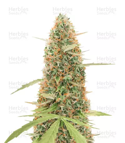 GG#4 Original Glue Auto