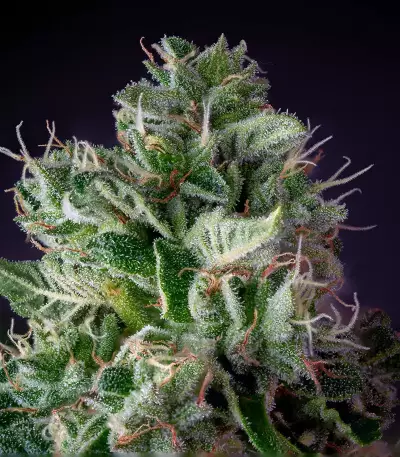 Graines de cannabis Glookies (Barney's Farm)