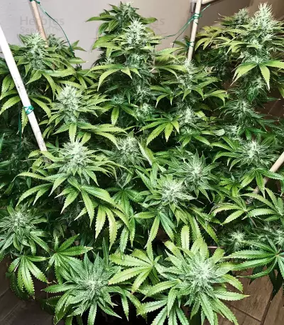 Graines de cannabis Glookies (Barney's Farm)
