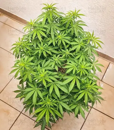 Godzilla Jealousy Seeds