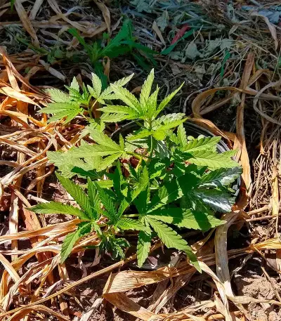 Hindu Kush Autoflower (Herbies Seeds)