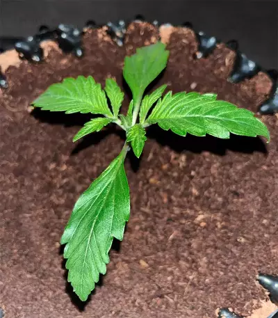 Jack Herer Auto