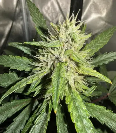 Semi Femminizzati Mango Cherry Runtz Auto (Fast Buds)