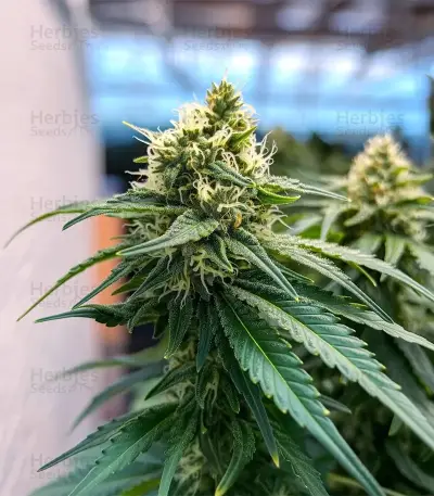 Mimosa Auto Seeds