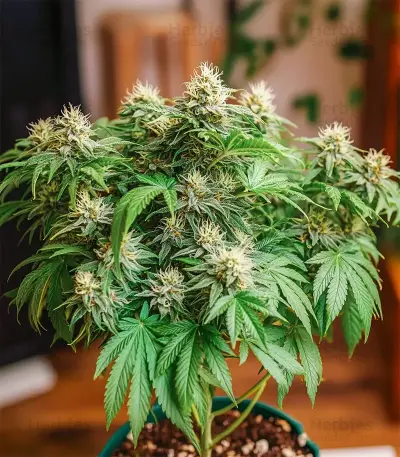 Northern Flame feminized seeds