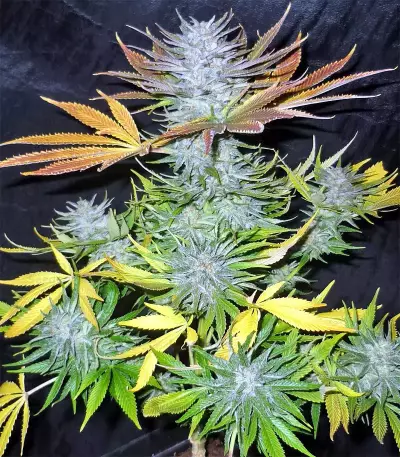 Graines de cannabis Panama (CannaBioGen)