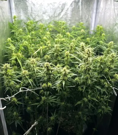 Panama Haze Regular Seeds
