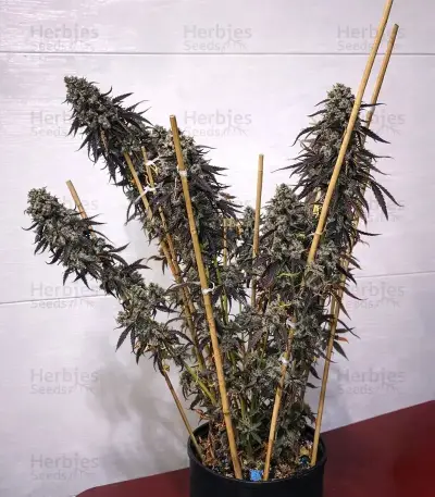 Peanut Butter Breath Auto Seeds