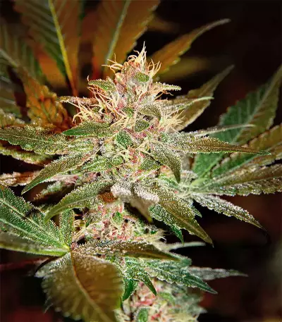 Pure Kush Seeds (Original Sensible Seeds)
